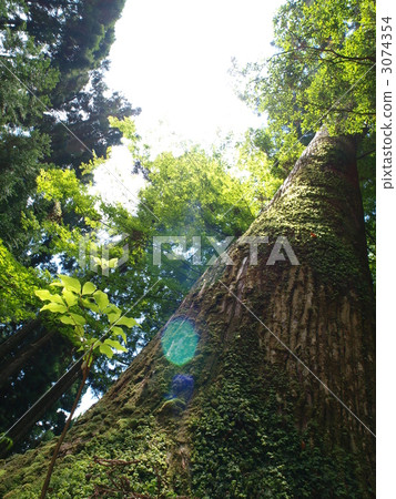 Growing tree 3074354