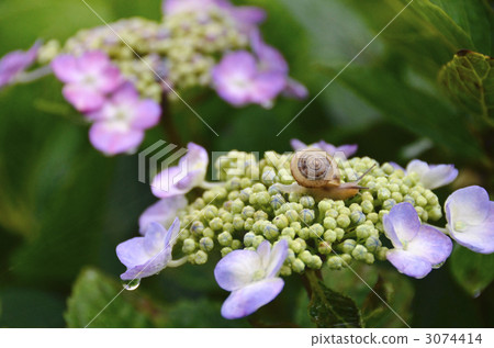 繡球花和蝸牛 3074414