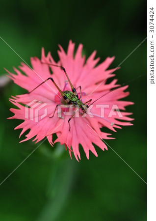 黑足布什板球 蚱蜢 蝗蟲 3074424