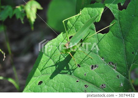 蚱蜢 蝗蟲 鐮尾露螽 3074432