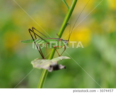 grasshopper, locust, black-footed bush cricket 3074457