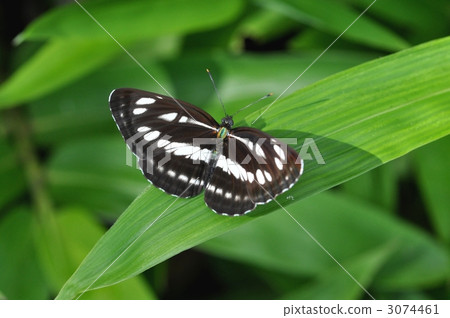 butterfly, butterflies, nymphalid 3074461