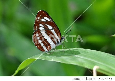 misujicho butterfly, butterfly, butterflies 3074463