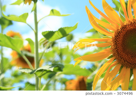 向日葵 3074496