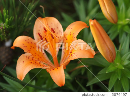 Sukashiri _ Bud 3074497