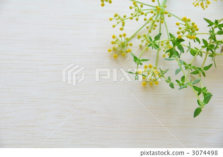 茴香和時間 3074498