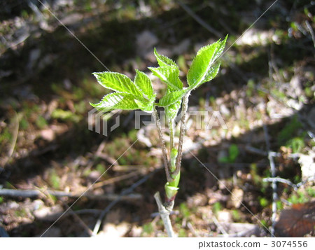 野生野生幼木的女王 3074556