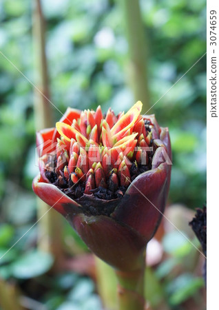 torch ginger, zingiberaceae, evergreen perennial plant 3074659