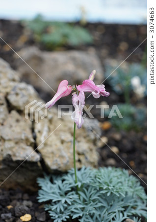 dicentra, dicentra peregrina, komakusa 3074663