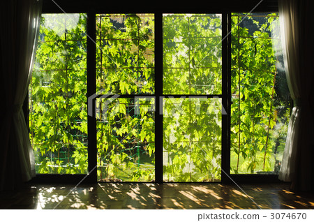 Green Curtain 3074670