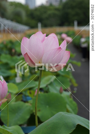 蓮花 古蓮花 蓮 3074682