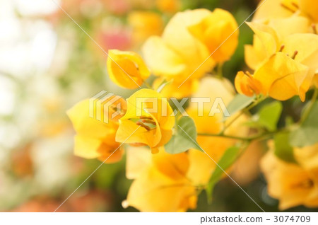bougainvillea, bougainvillaea, tropical plants 3074709