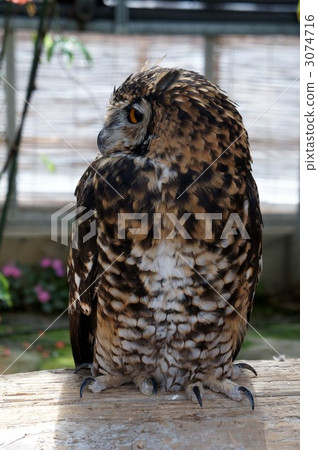 角鴞 一隻鳥 貓頭鷹 3074716