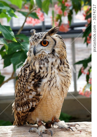 角鴞 貓頭鷹 孟加拉鷹梟 3074717