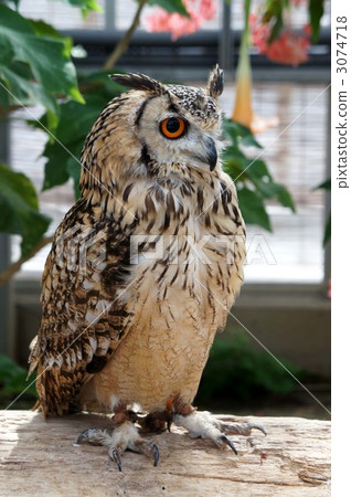 feather, wing, indoor 3074718