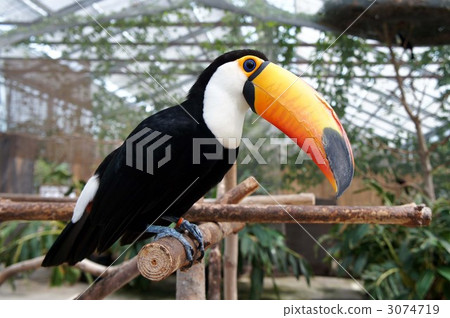 oohashi, one bird, sideways 3074719