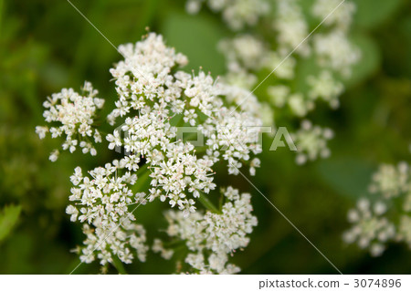 Serif flowers 3074896