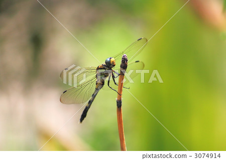 Dragonfly  3074914