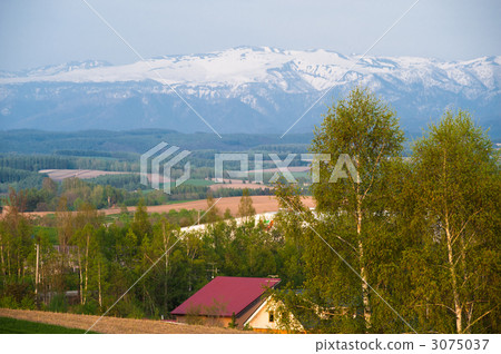 取暖在日落的樹 3075037