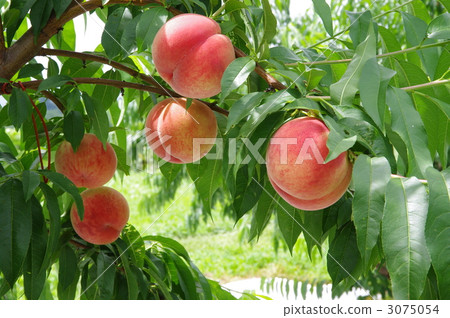 成熟桃樹和果子 3075054