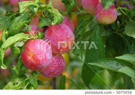 李子真正的李子李子 李子真正的李子李子 3075056