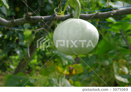 Pumpkin pumpkin seeds 3075069