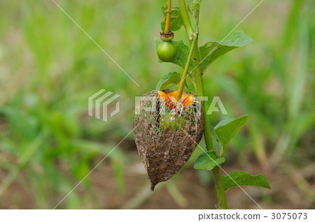 Fruit of Hozuki 3075073