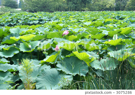花朵 花 花卉 3075286