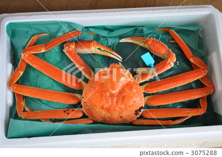 Snow crab 3075288