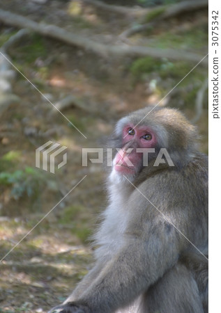 日本獼猴 猴子 動物 3075342