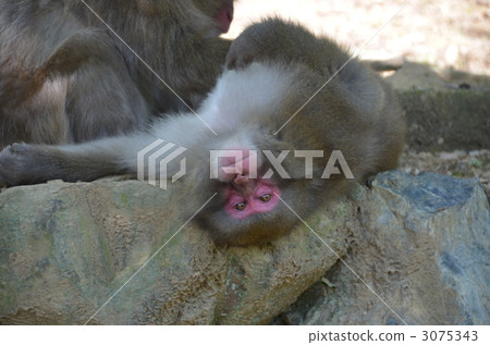 日本獼猴 動物 猴子 3075343