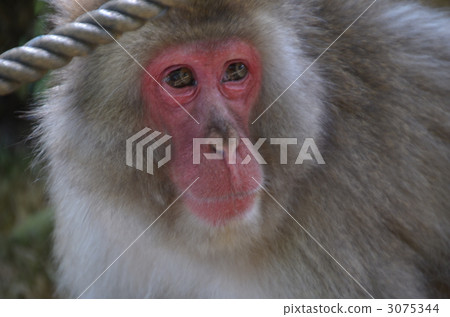 紅臉 尷尬的場面 日本獼猴 3075344