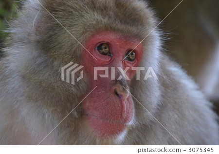 日本獼猴 猴子 猴 3075345