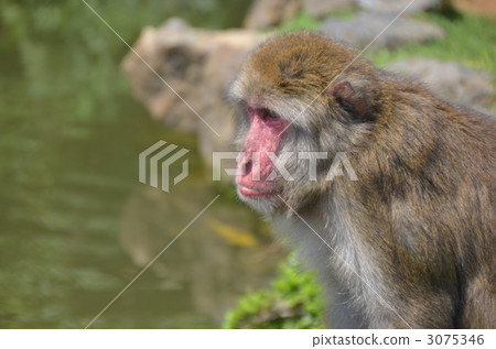 日本獼猴 猴子 動物 3075346