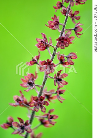 veratrum, alpine plant, bloom 3075365