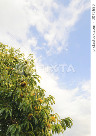 Saki chestnut 3075680