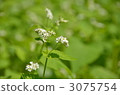 Soba flower 3075754