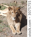 lion 3075755