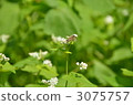 Buckwheat flowers and honeybee 3075757