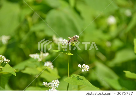 Buckwheat flowers and honeybee Buckwheat flowers and honeybee 3075757