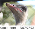 ostrich, ostriches, bird 3075758