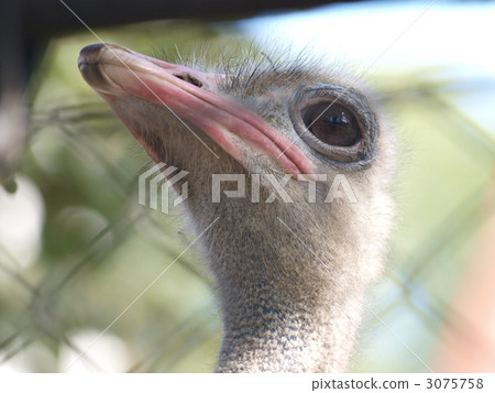 ostrich, ostriches, bird 3075758