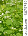 Soba flower 3075759