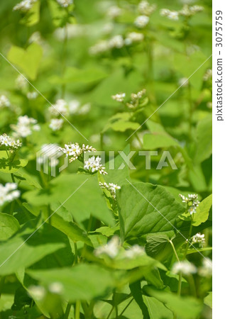 Soba flower Soba flower 3075759