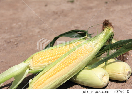 Corn Corn 3076018
