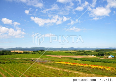 Hill and flower garden of Biei Hill and flower garden of Biei 3076110