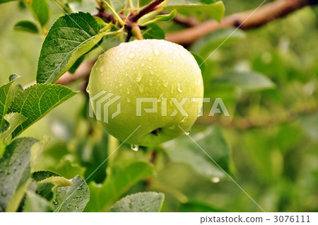 green apple, apple, apples 3076111