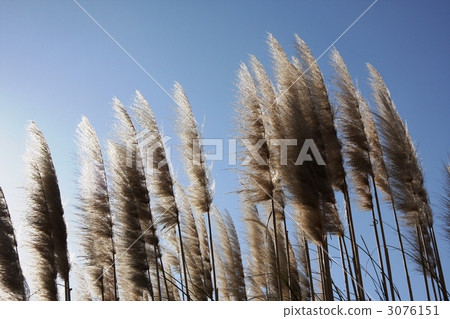 Pampasgrass 1 3076151