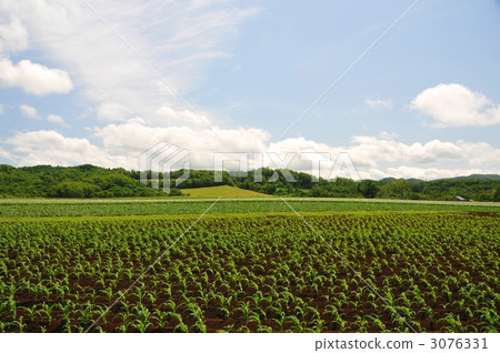 Corn field Corn field 3076331