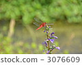 red dragonfly, dragonfly, bug 3076609